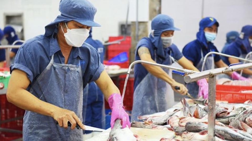 Vietnam’s pangasius exports climb to over US$1.2 billion in seven months
